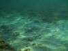20120101-Unterwasserwelt-0117.jpg